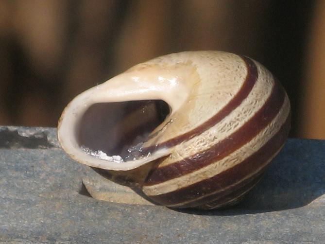 Eobania vermiculata (O.F. Mller, 1774)  - Bari